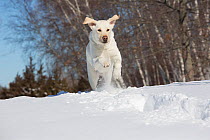 Yellow Labrador retriever running in fresh snow against a backdrop of birches, Clinton, Connecticut, USA