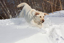 Yellow Labrador retriever running in fresh snow against a backdrop of birches, Clinton, Connecticut, USA