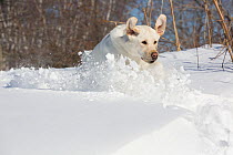RF - Domestic Yellow labrador retriever in snow. Clinton, Connecticut, USA. January. (This image may be licensed either as rights managed or royalty free.)