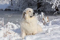 Male Great Pyrenees dog in snow, Littleton, Massachusetts, USA