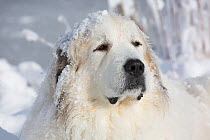 RF - Head portrait of domestic male Great pyrenees dog in snow. Littleton, Massachusetts, USA. February. (This image may be licensed either as rights managed or royalty free.)