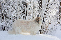 RF - Domestic male Great pyrenees dog in snow. Littleton, Massachusetts, USA. February. (This image may be licensed either as rights managed or royalty free.)