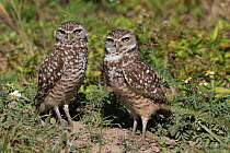 Florida burrowing owls (Athene cunicularia floridana) by burrow in sandy soil, Cape Coral, Florida, USA, March.
