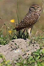 Florida burrowing owl (Athene cunicularia floridana) by burrow in sandy soil, Cape Coral, Florida, USA, March.
