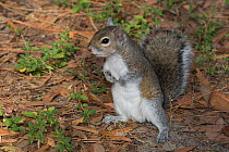 Eastern gray squirrel (Sciurus carolinensis) foraging in pine needles, Osprey, Florida, USA , March.