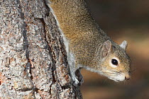 Eastern gray squirrel (Sciurus carolinensis) on pine tree, Osprey, Florida, USA