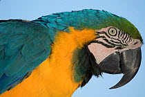 Blue and gold macaw (Ara ararauna), portrait, captive. Occurs in South America