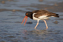 American Oystercatcher (Haematopus palliatus) with what is probably a sand eel, Tampa Bay, St. Petersburg, Florida, USA