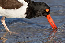 RF - American oystercatcher (Haematopus palliatus) probing sand for invertebrates at low tide. Tampa Bay, St. Petersburg, Florida, USA. March. (This image may be licensed either as rights managed or r...