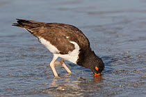 American Oystercatcher (Haematopus palliatus) probing in sand for invertebrates at low tide, Tampa Bay, St. Petersburg, Florida, USA