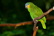 Blue-fronted Amazon parrot (Amazona aestiva), Captive, occurs in South America.