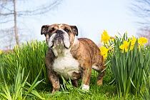 English Bulldog in daffodils, Waterford, Connecticut, USA