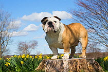 RF - Portrait of domestic English bulldog in daffodils. Waterford, Connecticut, USA. April. (This image may be licensed either as rights managed or royalty free.)