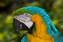 Blue and gold macaw (Ara ararauna), captive,  occurs in South America.