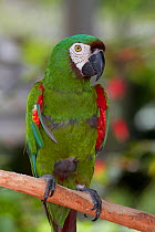 Chestnut-fronted macaw / Severe macaw (Ara severa), captive