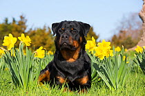 Rottweiler in Daffodils and green grass, Waterford, Connecticut, USA