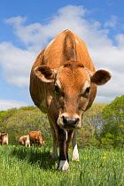 RF - Purebred domestic Jersey heifer on spring pasture. Canterbury, Connecticut, USA. May. (This image may be licensed either as rights managed or royalty free.)