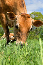 Purebred Jersey cow grazing on spring pasture, Canterbury, Connecticut, USA
