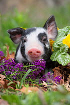 Purebred Berkshire piglet in spring grass, dandelions and garden flowers, Smithfield, Rhode Island, USA