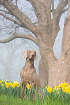 RF - Portrait of domestic female purebred Weimaraner among daffodils in early May. Waterford, Connecticut, USA. May. (This image may be licensed either as rights managed or royalty free.)