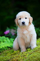 RF - Portrait of domestic Golden retriever pup in mid-summer. Torrington, Connecticut, USA. July. (This image may be licensed either as rights managed or royalty free.)