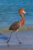RF - Reddish egret (Egretta rufescens) in dark phase on beach. Tampa Bay, St. Petersburg, Florida, USA. July. (This image may be licensed either as rights managed or royalty free.)