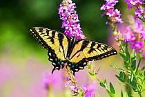Eastern tiger swallowtail butterfly (Papilio glaucus) female, nectaring on Purple Loosestrife (Lythrum salicaria) in wet meadow, East Haddam, Connecticut, USA