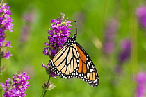 Monarch butterfly (Danaus plexippus) nectaring on Purple Loosestrife in wet meadow, East Haddam, Connecticut, USA