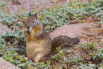California ground squirrel (Spermophilus beecheyi) in seaside vegetation and rocks, Monterey, California, USA