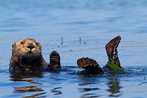 RF - Southern sea otter (Enhydra lutris nereis), partially wrapped in eel grass, grooming near Monterey, California, USA. August. (This image may be licensed either as rights managed or royalty free.)