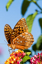 Great spangled fritillary butterfly (Speyeria cybele) nectaring in late summer on Lantana flowers in garden, East Haddam, Connecticut, USA