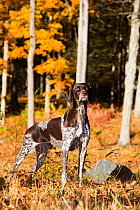 German Shorthair Pointer in autumn, Pomfret, Connecticut, USA,