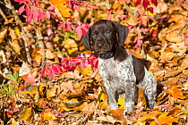 RF - Portrait of domestic German shorthaired pointer pup in autumn. Pomfret, Connecticut, USA. October. (This image may be licensed either as rights managed or royalty free.)