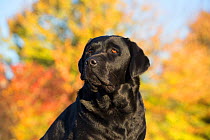 Black Labrador retriever in autumn, Colchester, Connecticut, USA