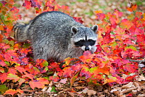RF - Raccoon (Procyon lotor) in autumn foliage. Connecticut, USA. October. (This image may be licensed either as rights managed or royalty free.)