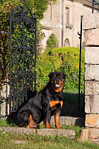Rottweiler in early autumn on estate grounds, Waterford, Connecticut, USA