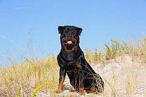 Rottweiler in early autumn vegetation, Waterford, Connecticut, USA