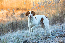 RF - Portrait of domestic Brittany dog on frosty grass at dawn. Canterbury, Connecticut, USA.  Late November. (This image may be licensed either as rights managed or royalty free.)