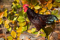 Rhode Island Red rooster, Old Lyme, Connecticut, USA