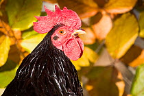 RF - Head portrait of domestic Rhode island red rooster. Old Lyme, Connecticut, USA. November. (This image may be licensed either as rights managed or royalty free.)