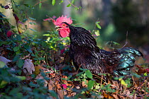 RF- Domestic free-range Rhode island red rooster crowing, in woodland. Old Lyme, Connecticut, USA. November. (This image may be licensed either as rights managed or royalty free.)