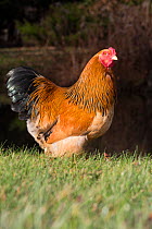 Buff Brahma rooster, Tylerville, Connecticut, USA