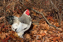 Silver-laced bantam Brahma rooster, Terryville, Connecticut, USA