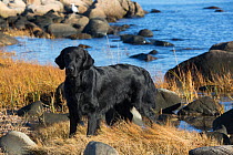 Flat-Coated retriever on rocky shore, Madison, Connecticut, USA