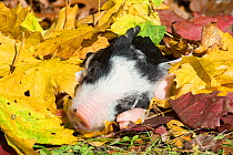 Purebred Berkshire piglet sleeping, in autumn leaves, Smithfield, Rhode Island, USA