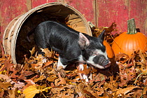 Sleepy Berkshire piglet in peach basket with pumpkins, Smithfield, Rhode Island, USA