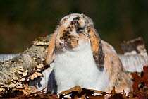 Holland Lop rabbit in oak leaves with Paper Birch log, Newington, Connecticut, USA