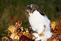 Holland Lop rabbit sitting up among oak leaves and Indian corn, Newington, Connecticut, USA