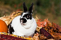 Mini Rex Rabbit in oak leaves and ears of Indian corn, Newington, Connecticut, USA