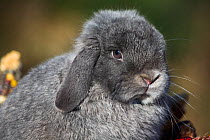 Portrait of Holland Lop rabbit, Newington, Connecticut, USA